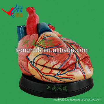 ISO Новый тип Jumbo Heart Anatomy Model, модель сердца